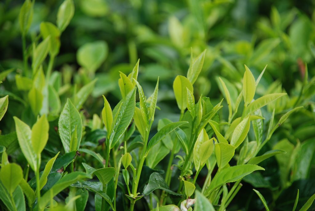 TRI 5000 series tea cultivars for Uva region
