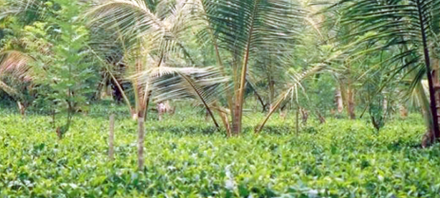 Guidelines for Tea and Coconut Intercropping