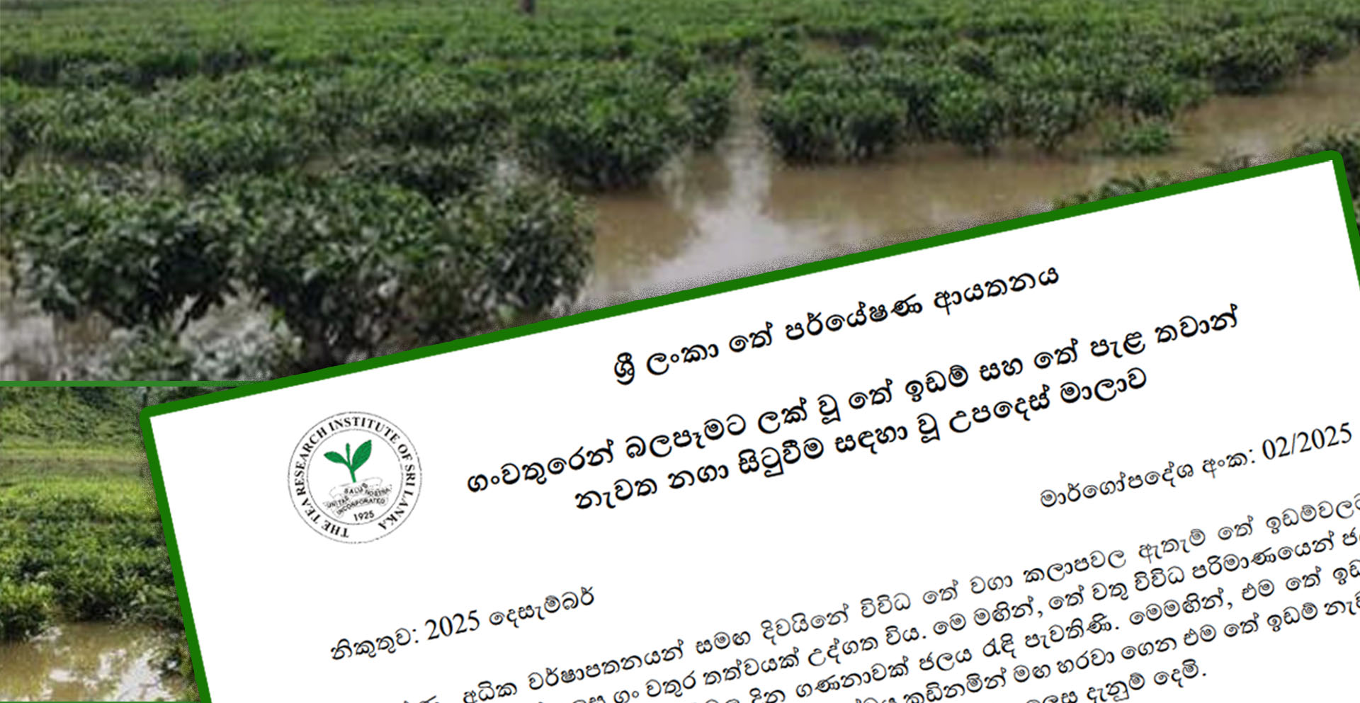 ගංවතුරෙන් බලපෑමට ලක් වූ තේ ඉඩම් සහ තේ පැළ තවාන් නැවත නගා සිටුවීම සඳහා වූ උපදෙස් මාලාව